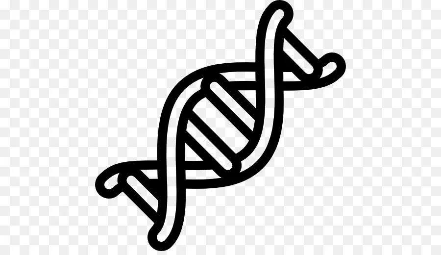 Dna，Genetika PNG