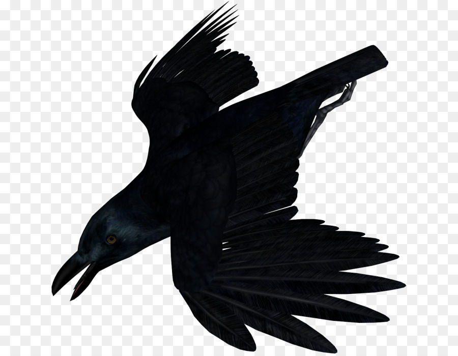 Burung Gagak，Hitam PNG