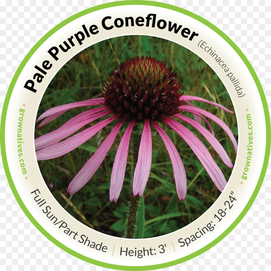 Coneflower Ungu Pucat，Tennessee Ungu Coneflower PNG