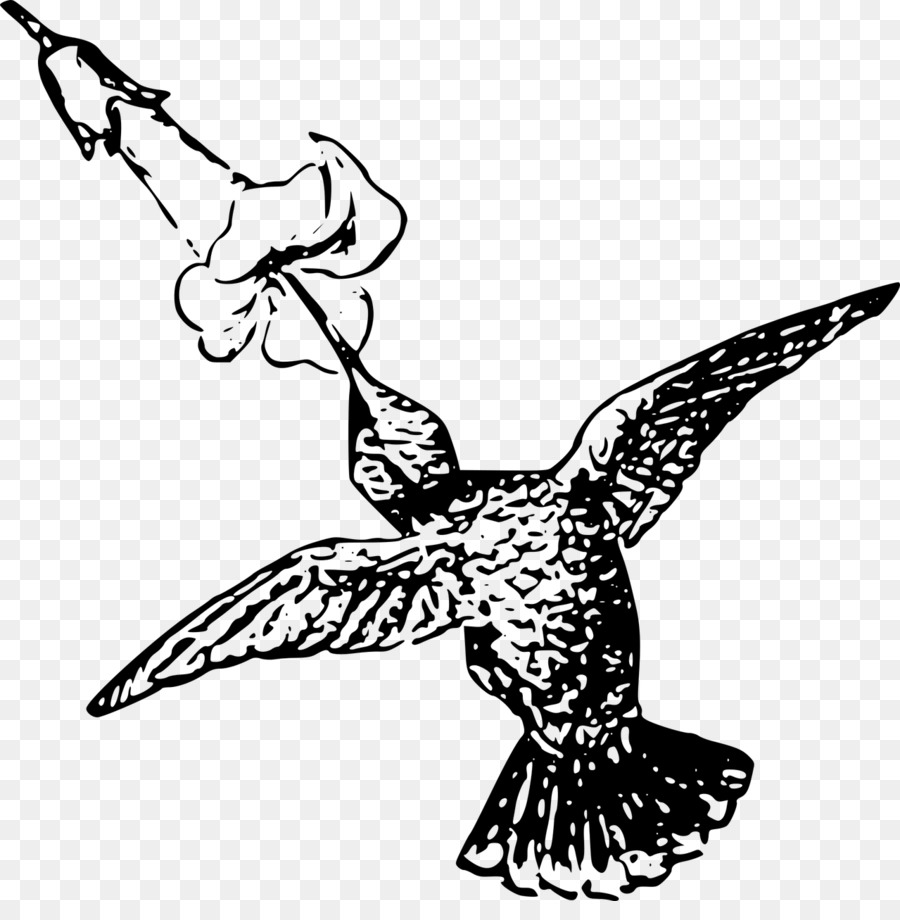 Hummingbird，Paruh PNG