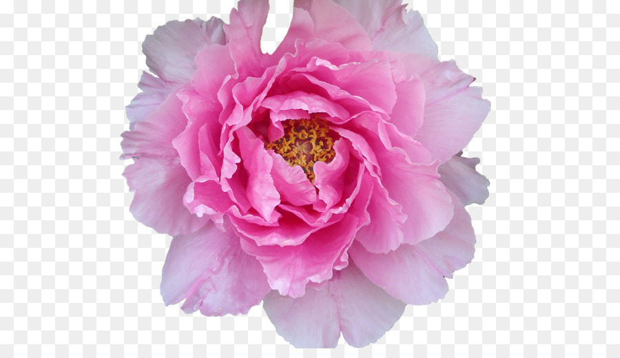 Bunga Peony，Mekar PNG