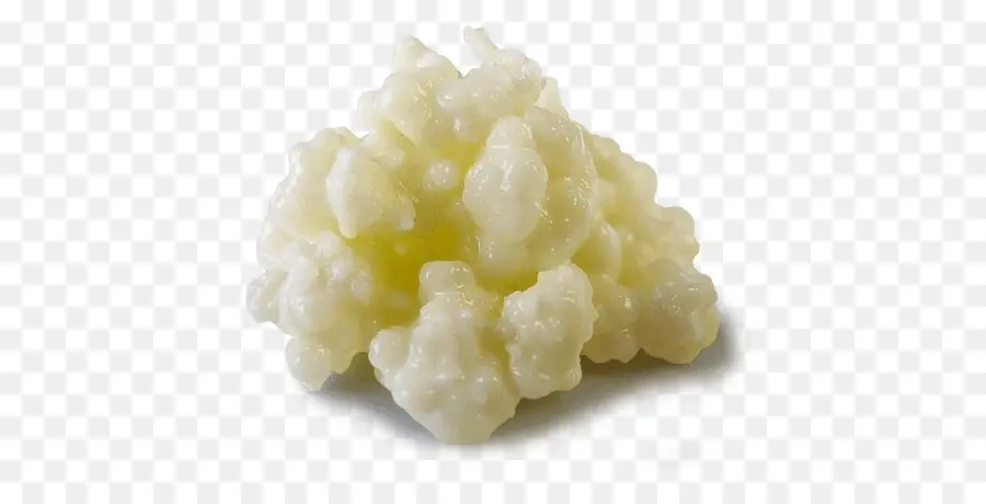 Biji Kefir，Fermentasi PNG