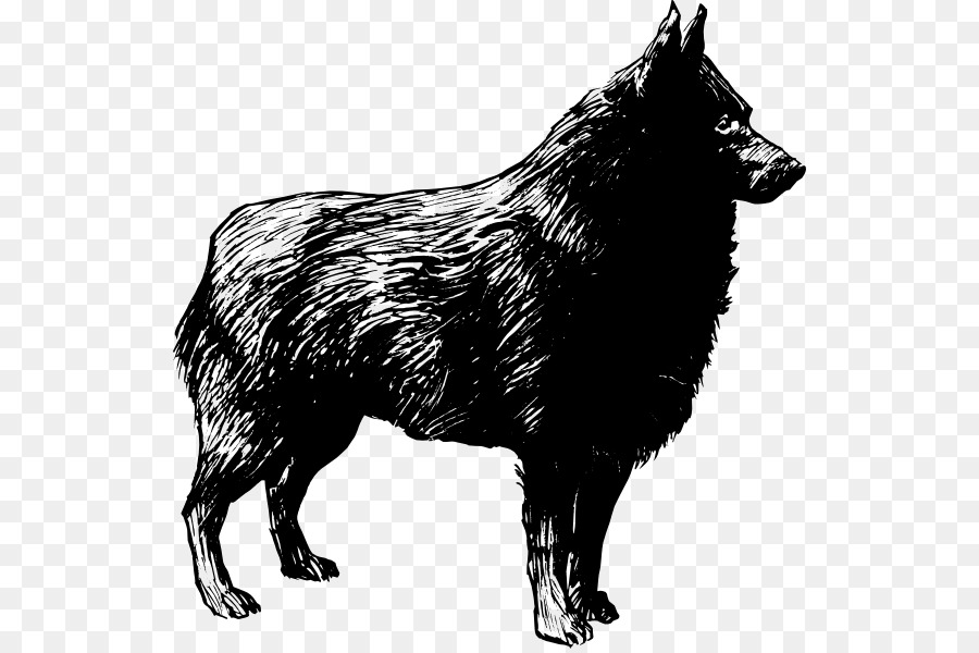 Schipperke，Gembala Jerman PNG