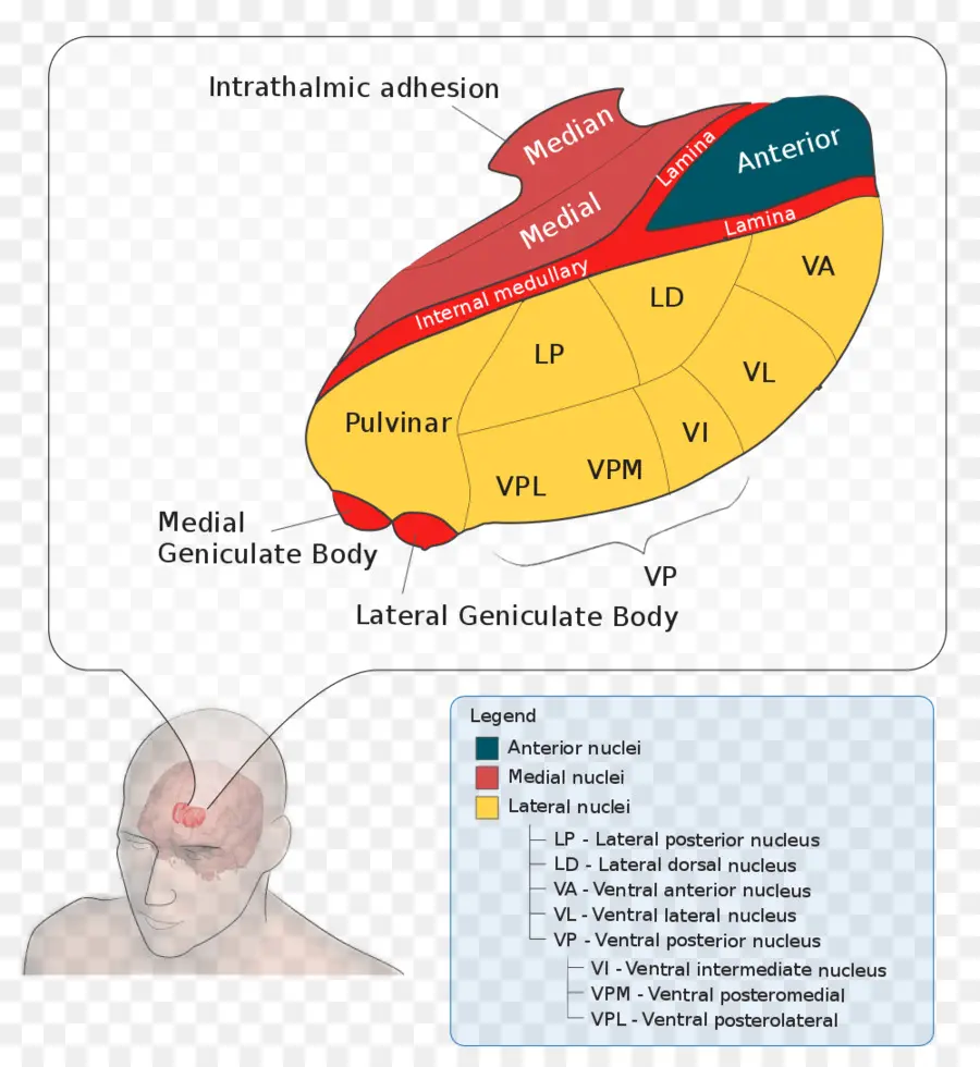 Diagram Otak，Talamus PNG