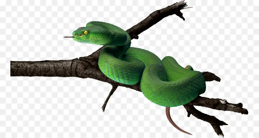 Ular Hijau，Reptil PNG