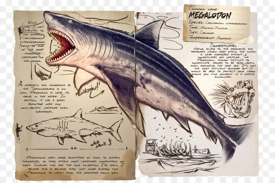 Megalodon，Hiu PNG