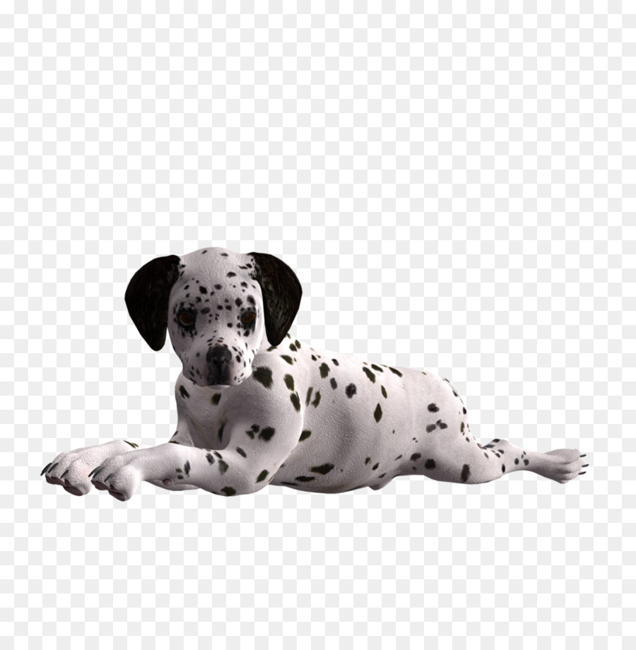 Anak Anjing Dalmatian，Anjing PNG