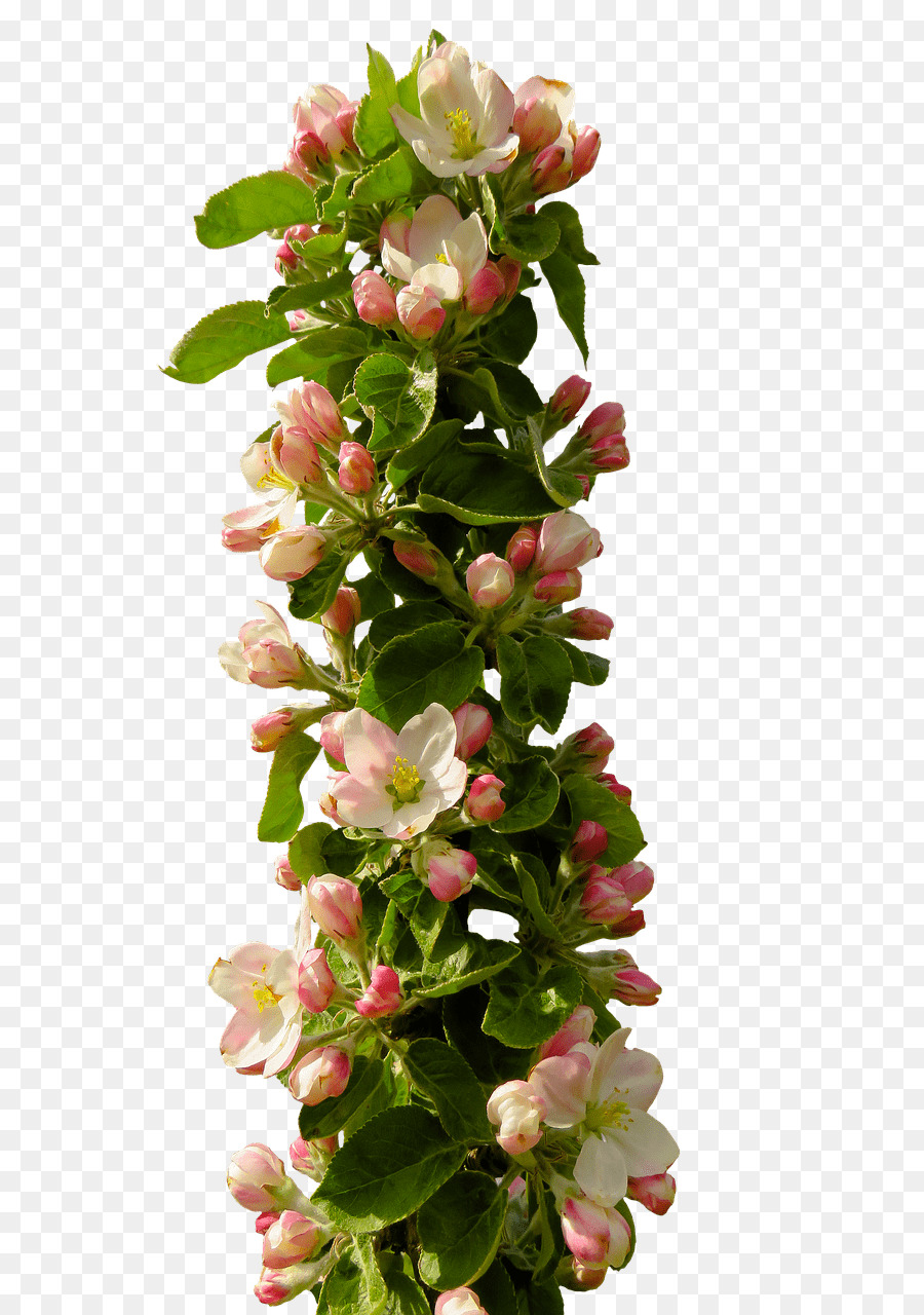 Desain Bunga，Blossom PNG