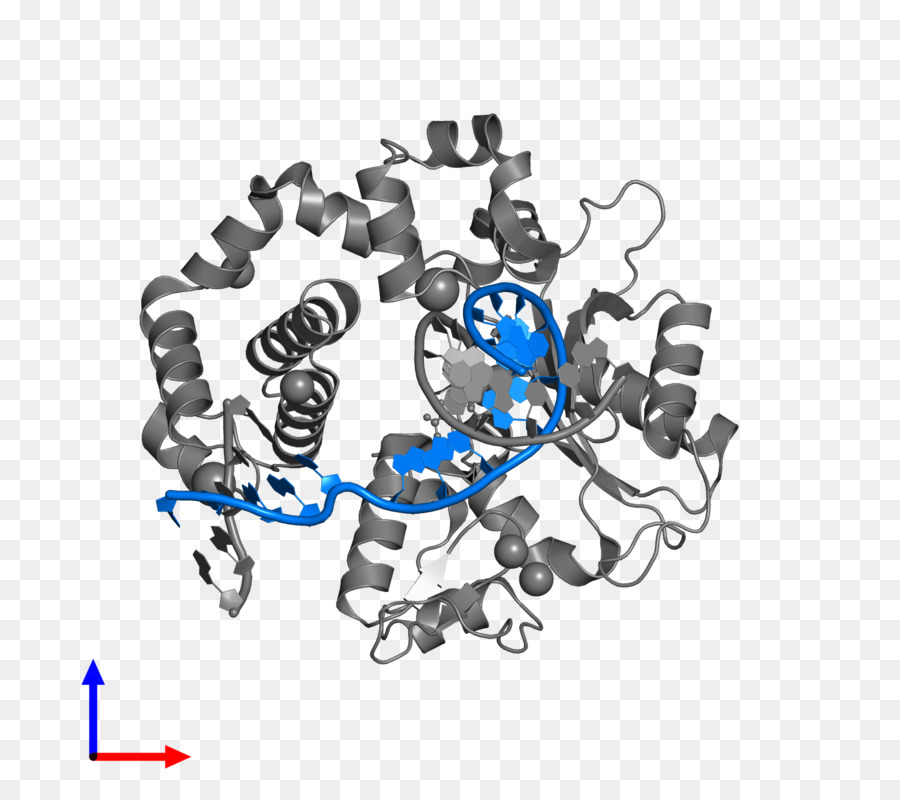 Struktur Protein，Molekul PNG