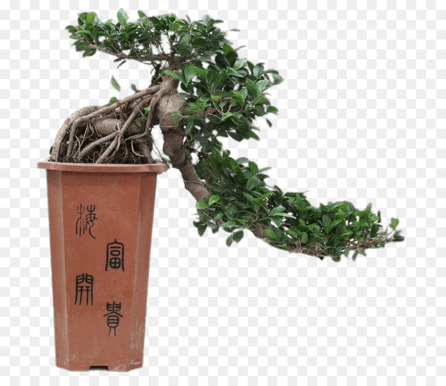 Pohon Bonsai，Pot PNG