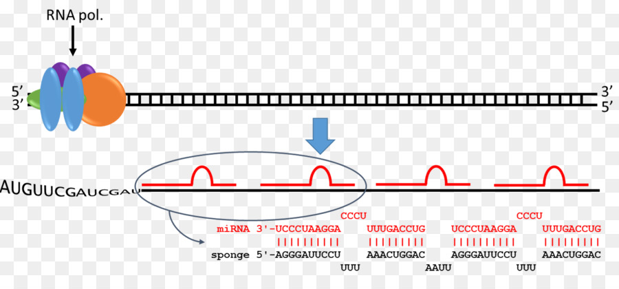 Microrna，Nukleotida PNG