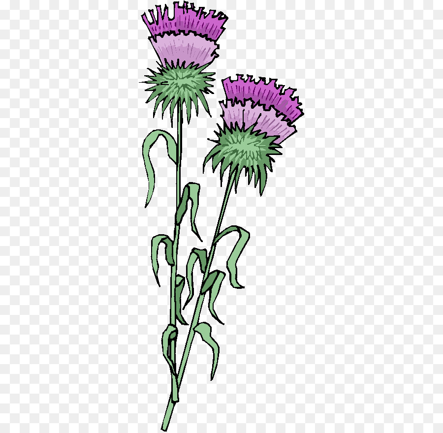 Thistle，Daun PNG