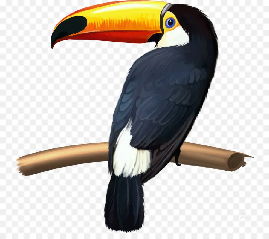 Burung Toucan，Cabang PNG