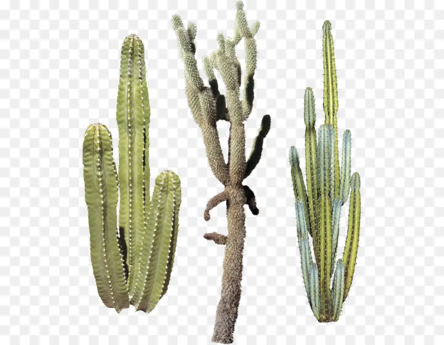 Segitiga Kaktus，Cactaceae PNG