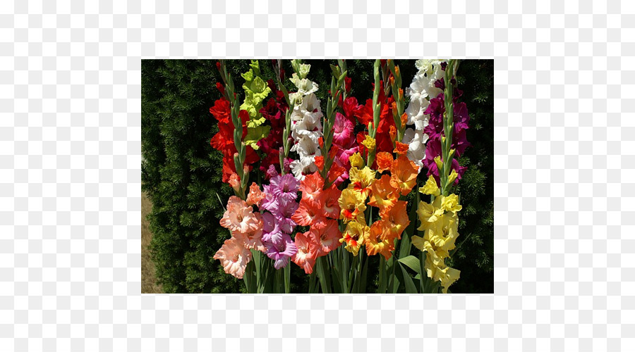 Gladiol，Bunga Potong PNG