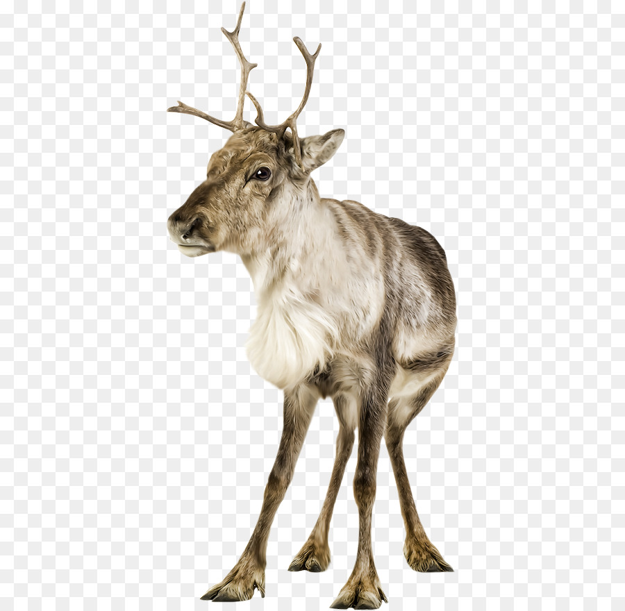 Rusa，Elk PNG