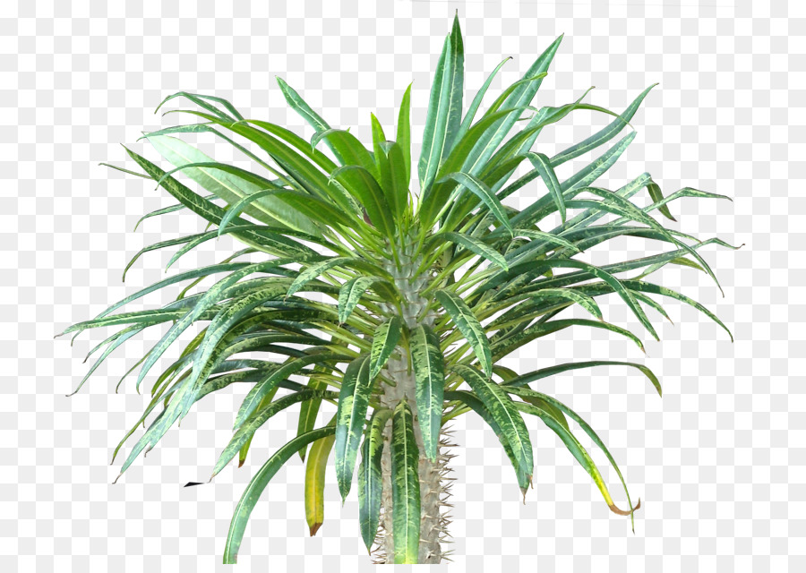 Arecaceae，Subtropis PNG