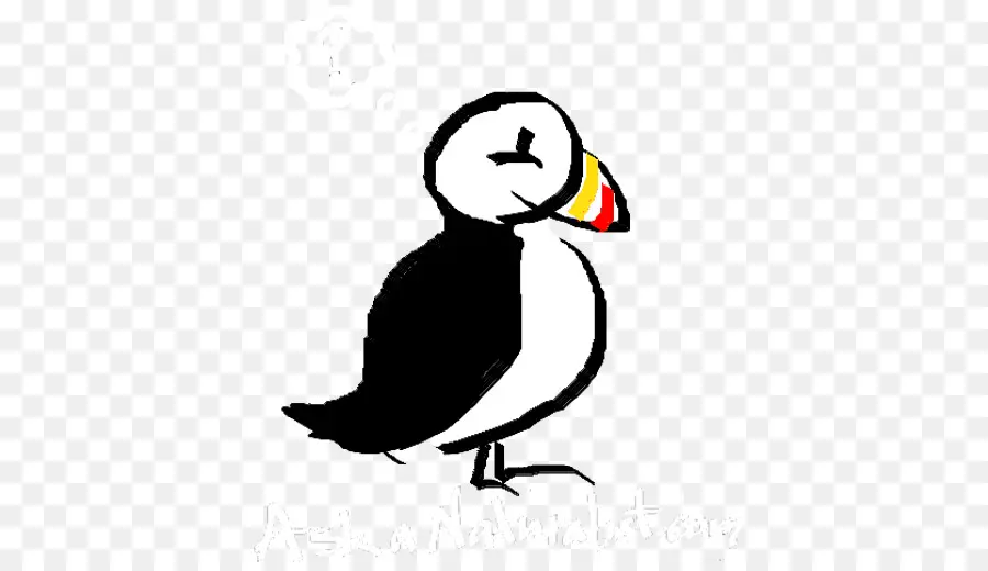 Burung Bayan Laut，Burung PNG