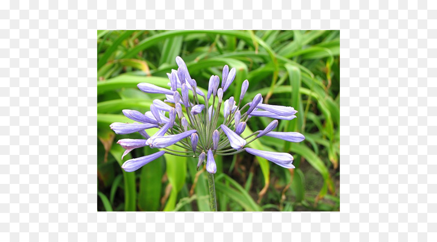 Bunga，Afrika Lily PNG