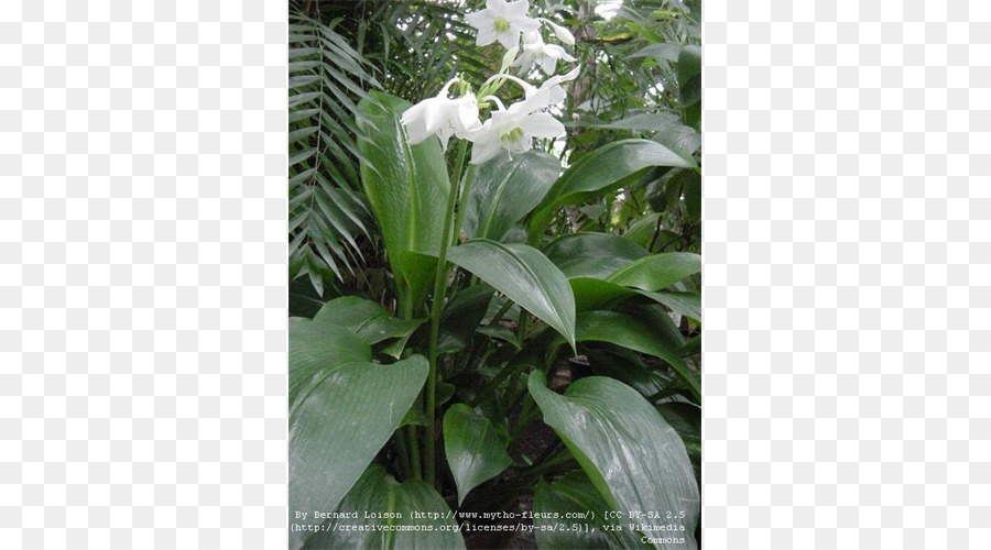 Bunga，Eucharis Amazonica PNG