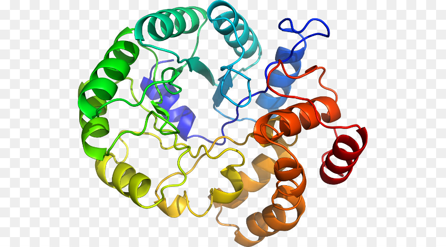 Struktur Protein，Biologi PNG