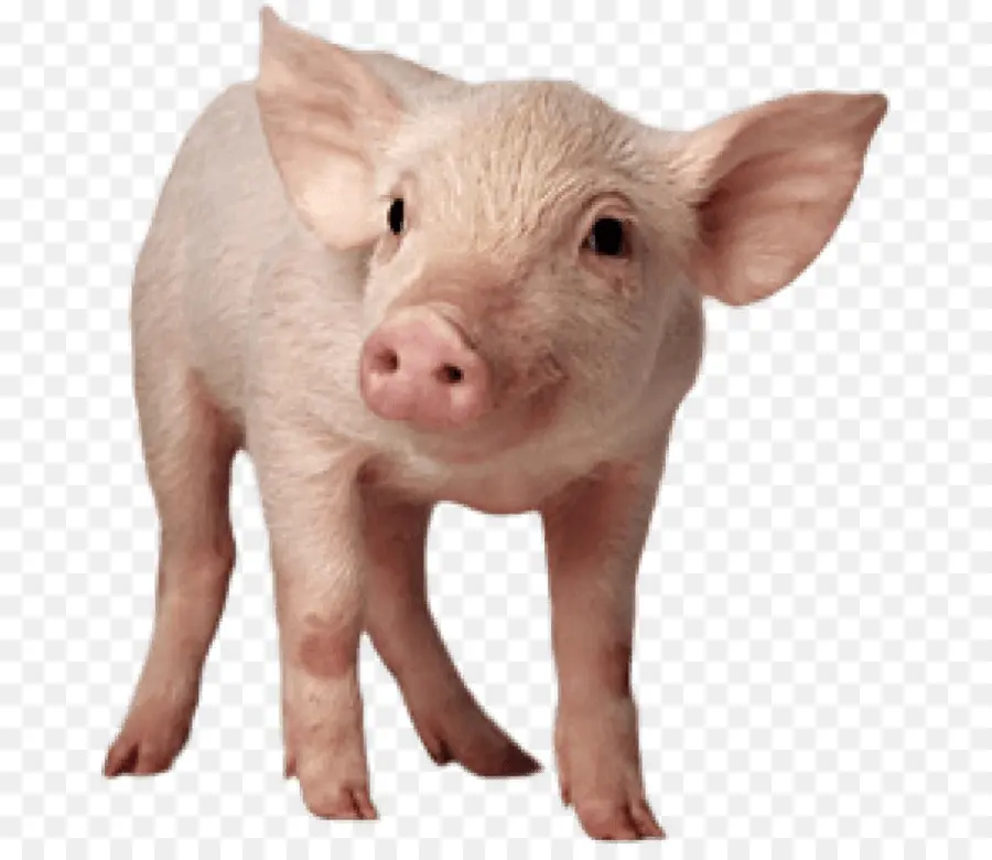 Babi，Peternakan PNG