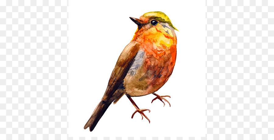 Burung，Eropa Robin PNG