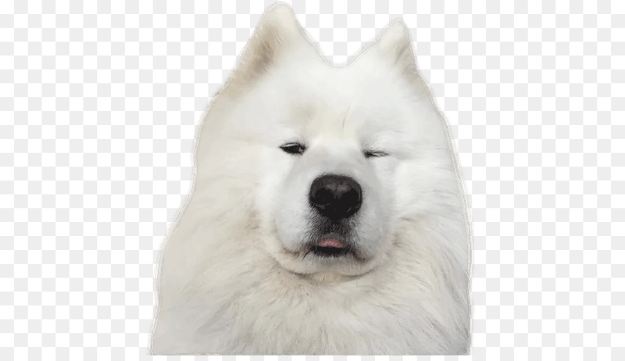 10+ Jenis anjing samoyed update