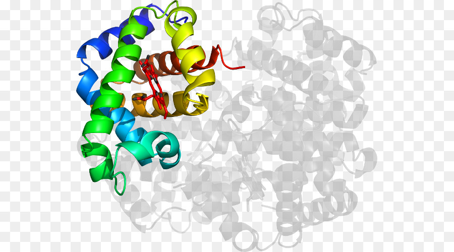 Struktur Protein，Molekul PNG