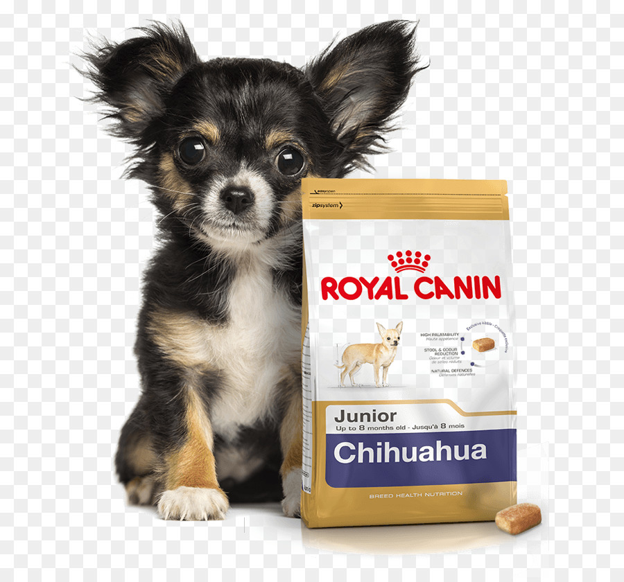 Chihuahua，Peliharaan PNG