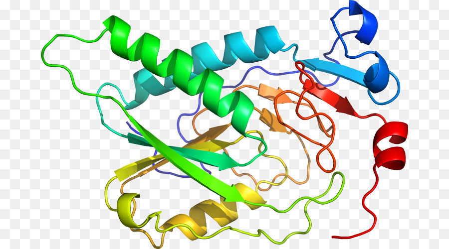 Struktur Protein，Molekul PNG