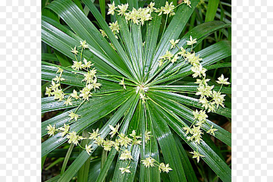 Arecaceae，California Palm PNG