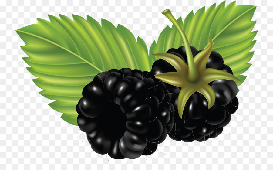 Blackberry，Buah Buahan PNG