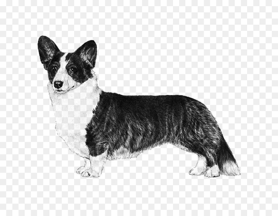 Cardigan Welsh Corgi，Pembroke Welsh Corgi PNG