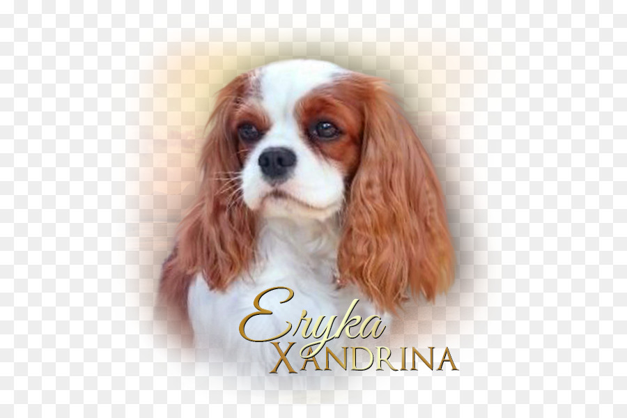 Raja Charles Spaniel，Cavalier King Charles Spaniel PNG