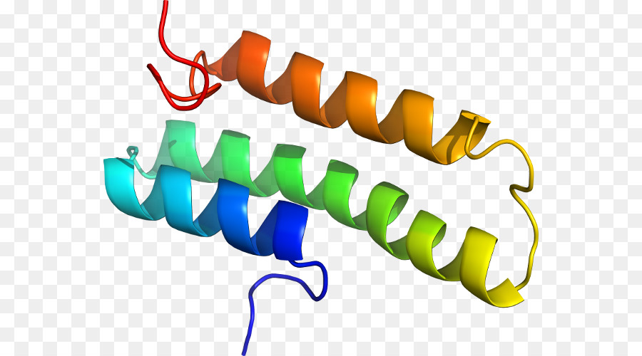 Struktur Protein，Molekul PNG