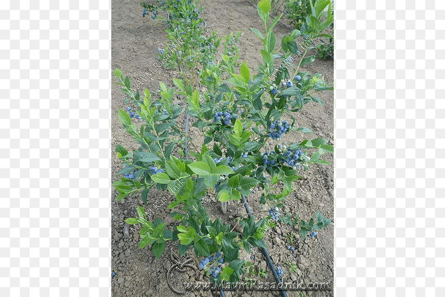 Rasadnik Mavm，Eropa Blueberry PNG