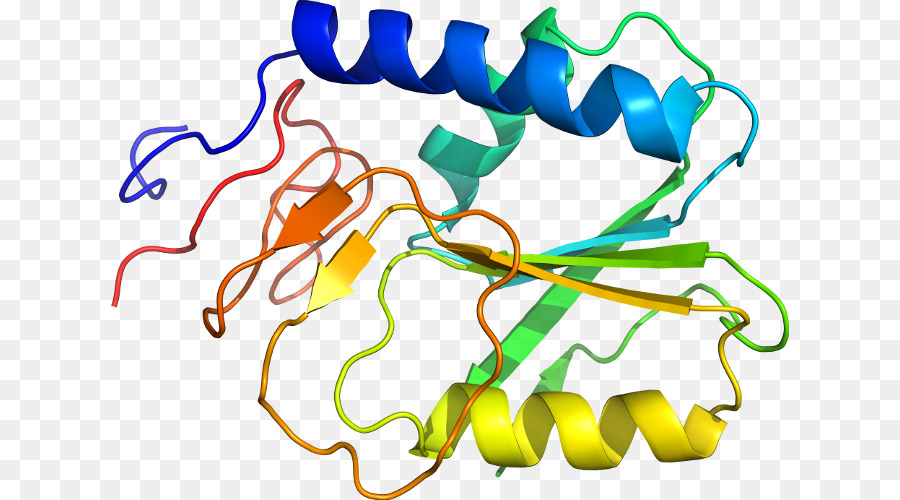 Struktur Protein，Biologi PNG