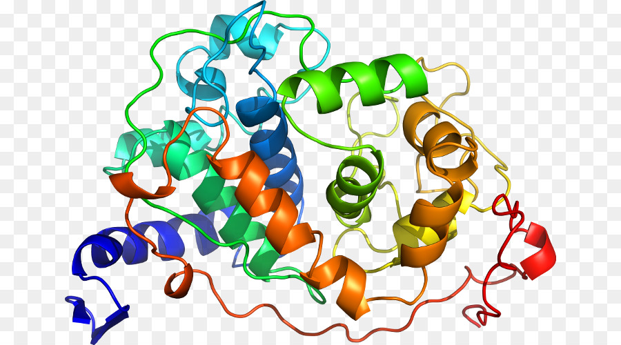 Struktur Protein，Molekul PNG