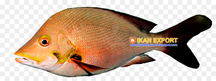 Ikan，Daging PNG