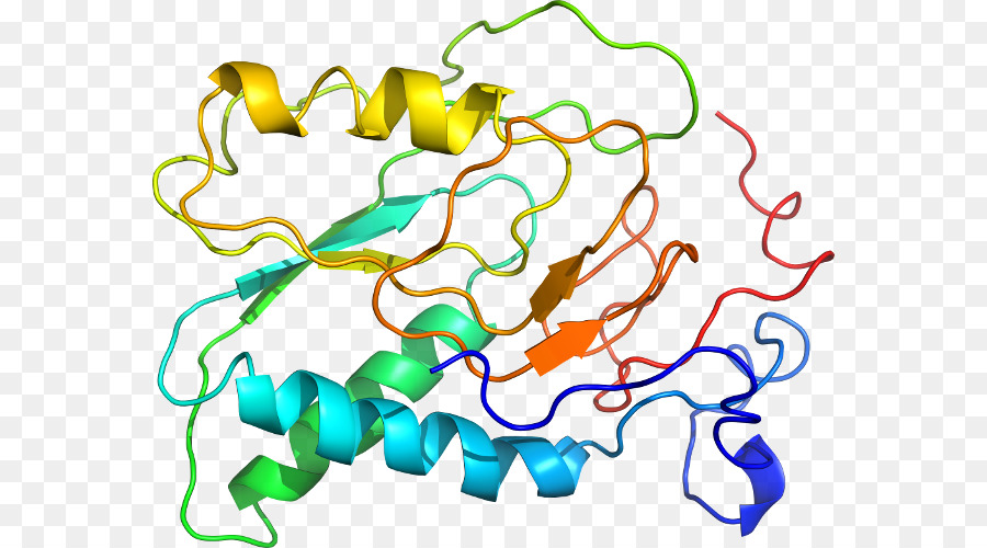 Struktur Protein，Biologi PNG