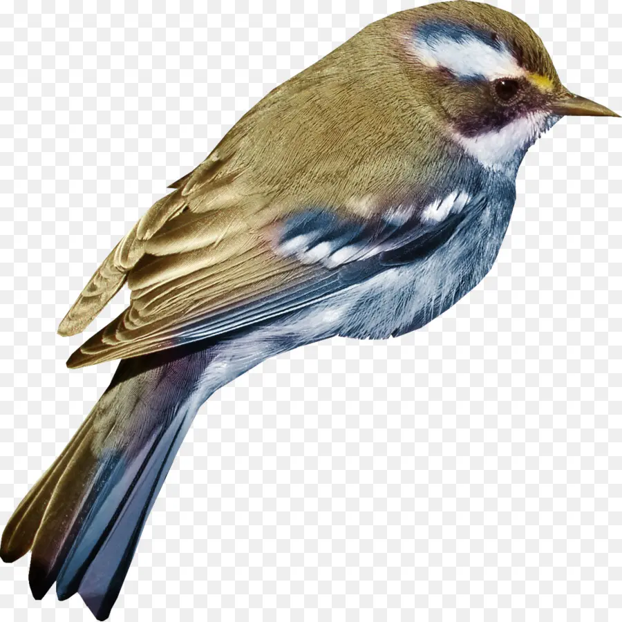 Blue Bird，Bulu PNG