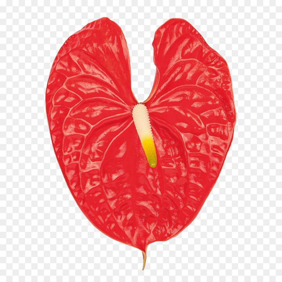 Anthurium Merah，Tropis PNG