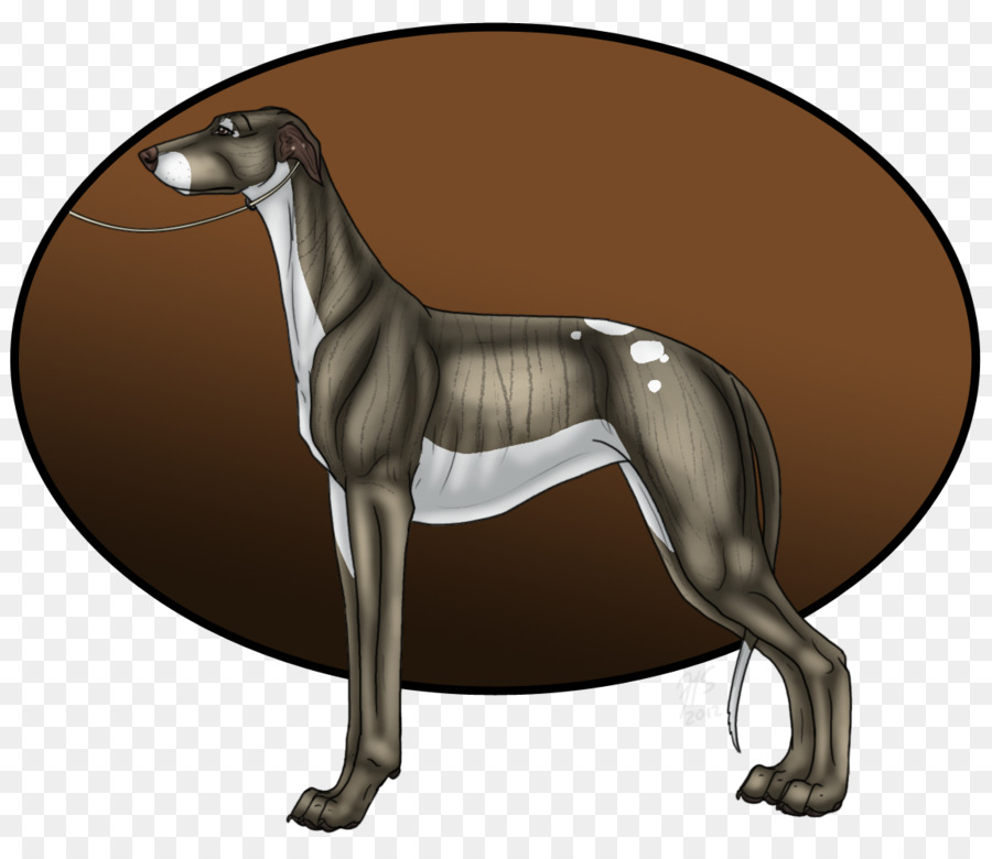 Greyhound Italia，Whippet PNG