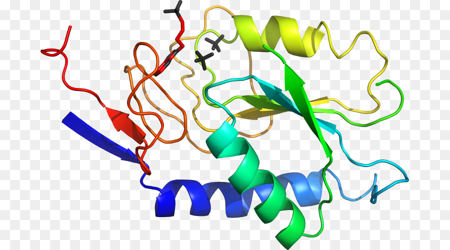 Struktur Protein，Molekul PNG