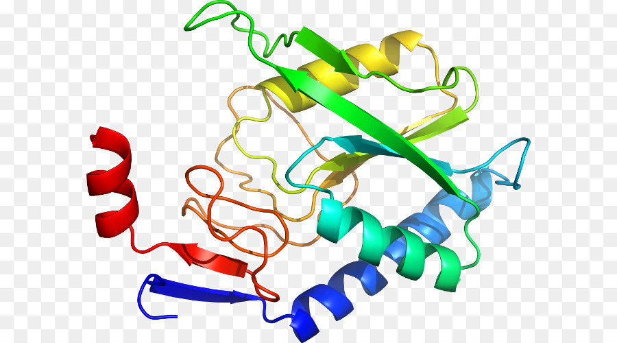 Struktur Protein，Molekul PNG