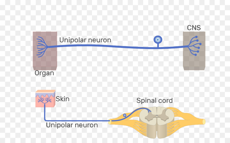 Diagram Neuron，Saraf PNG