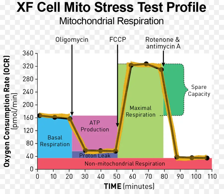 Grafik Uji Stres Mito，Mitokondria PNG