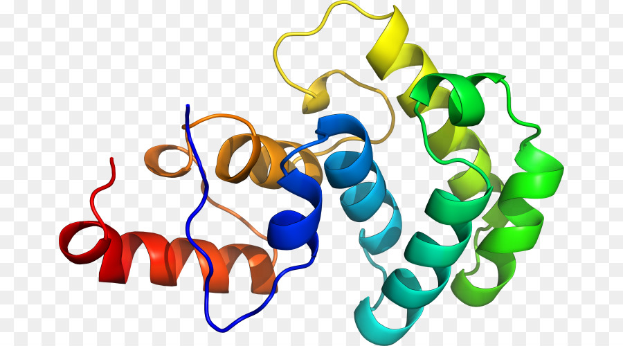 Struktur Protein，Molekul PNG