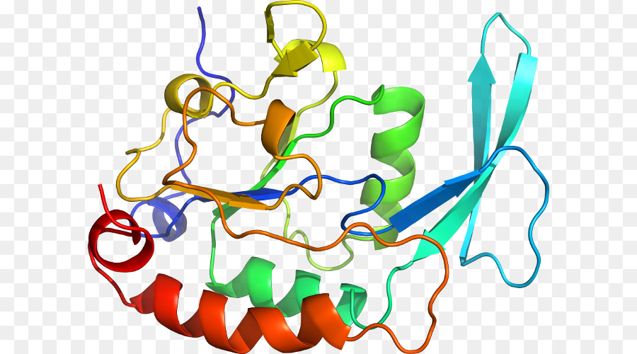 Struktur Protein，Biologi PNG